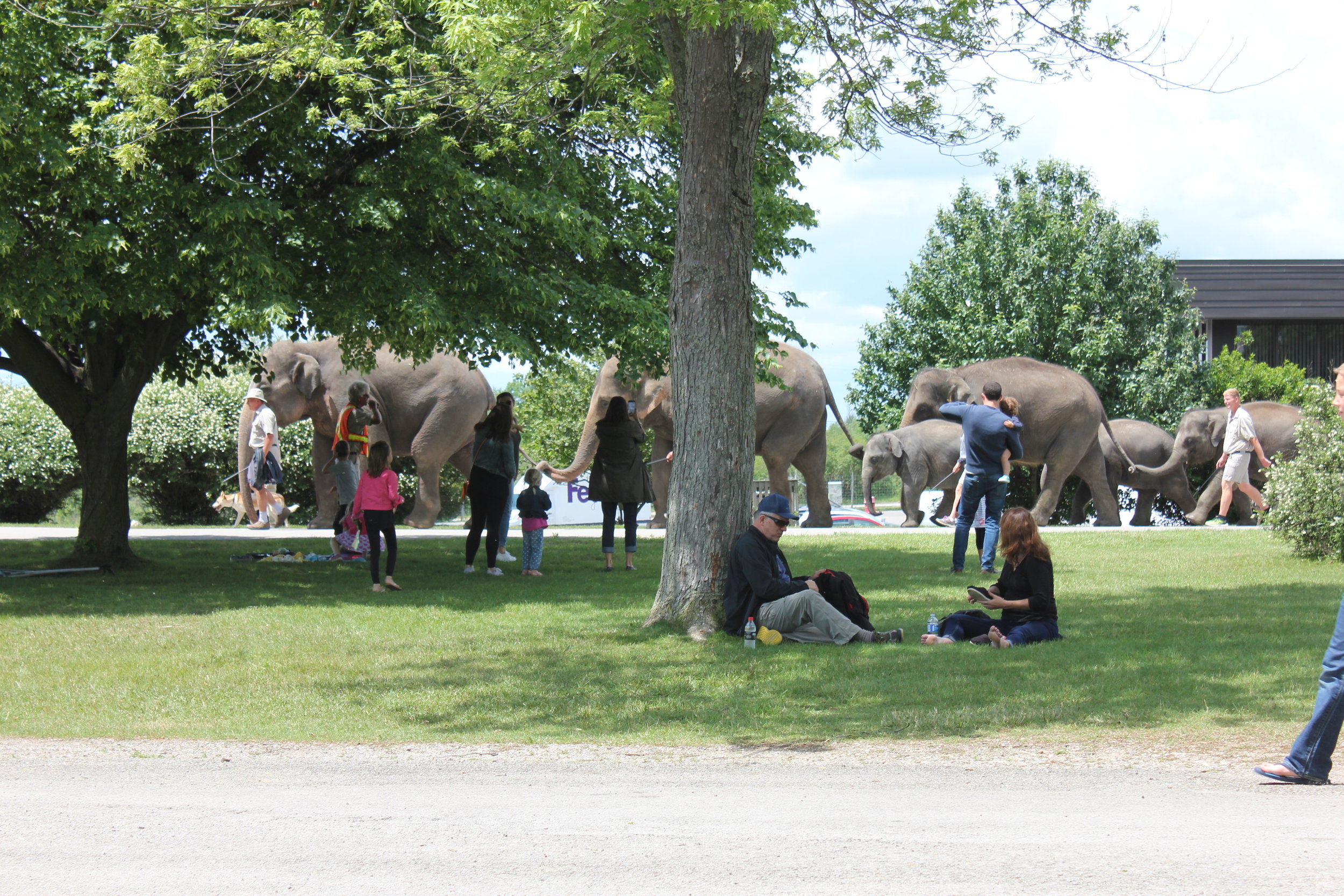 Walking the elephants at African Lion Safari