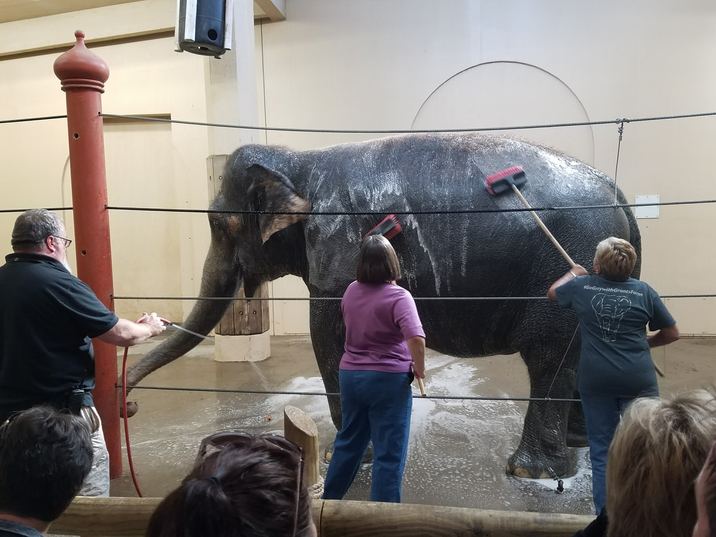 Janet Dray, left, and President Linda, right, giving Schottzie a scrub (also pictured on the far left, Cecil Jackson Jr., Cincinnati Zoo Elephant Manager)