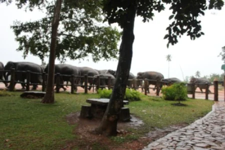 The elephants at Pinnewala coming in for the evening