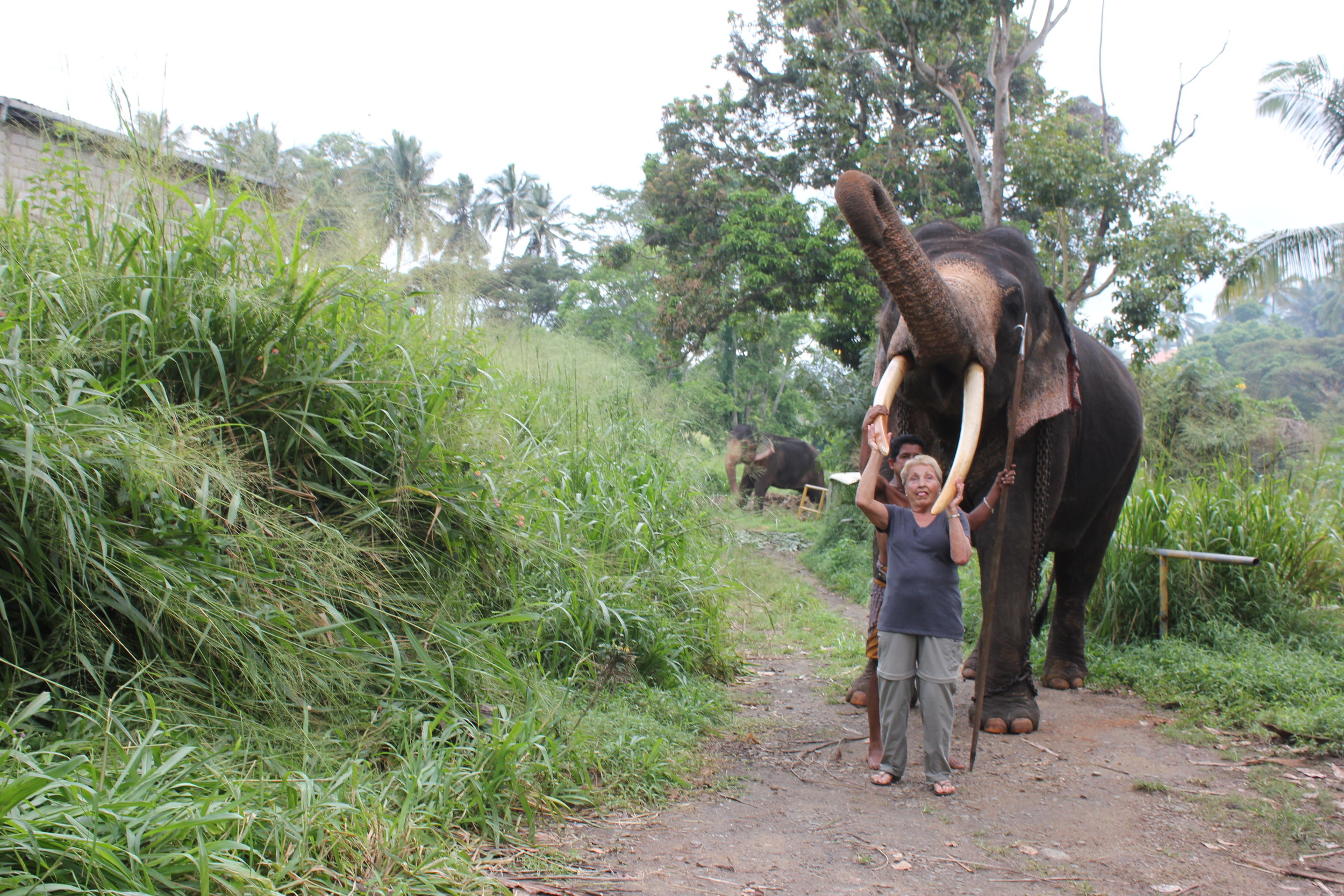 Linda with a bull in Kandy