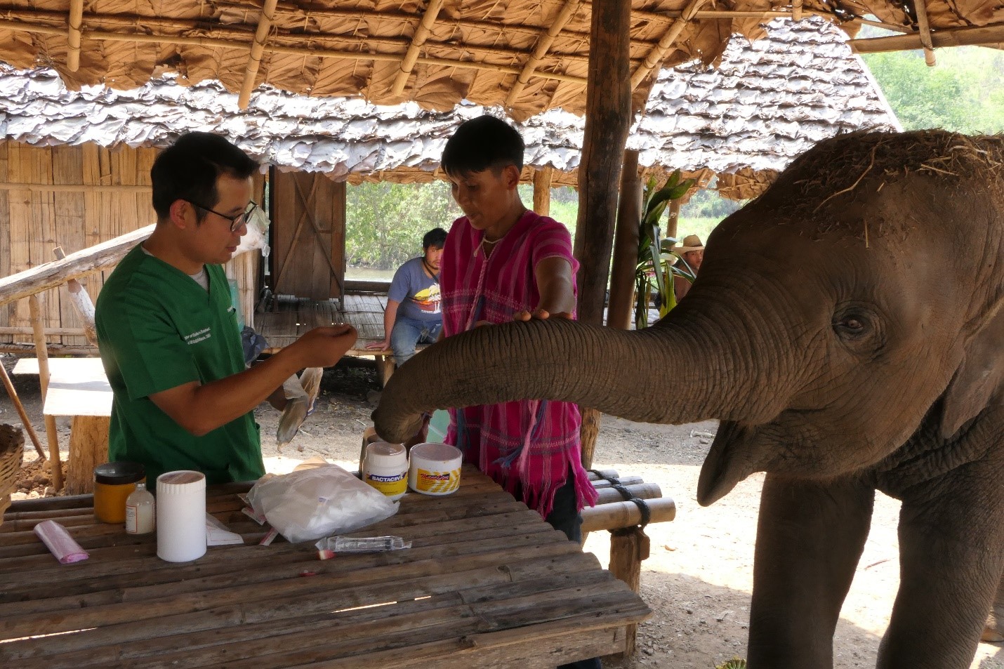 Dr. Khajohnpat Boonprasert explaining treatment to mahout