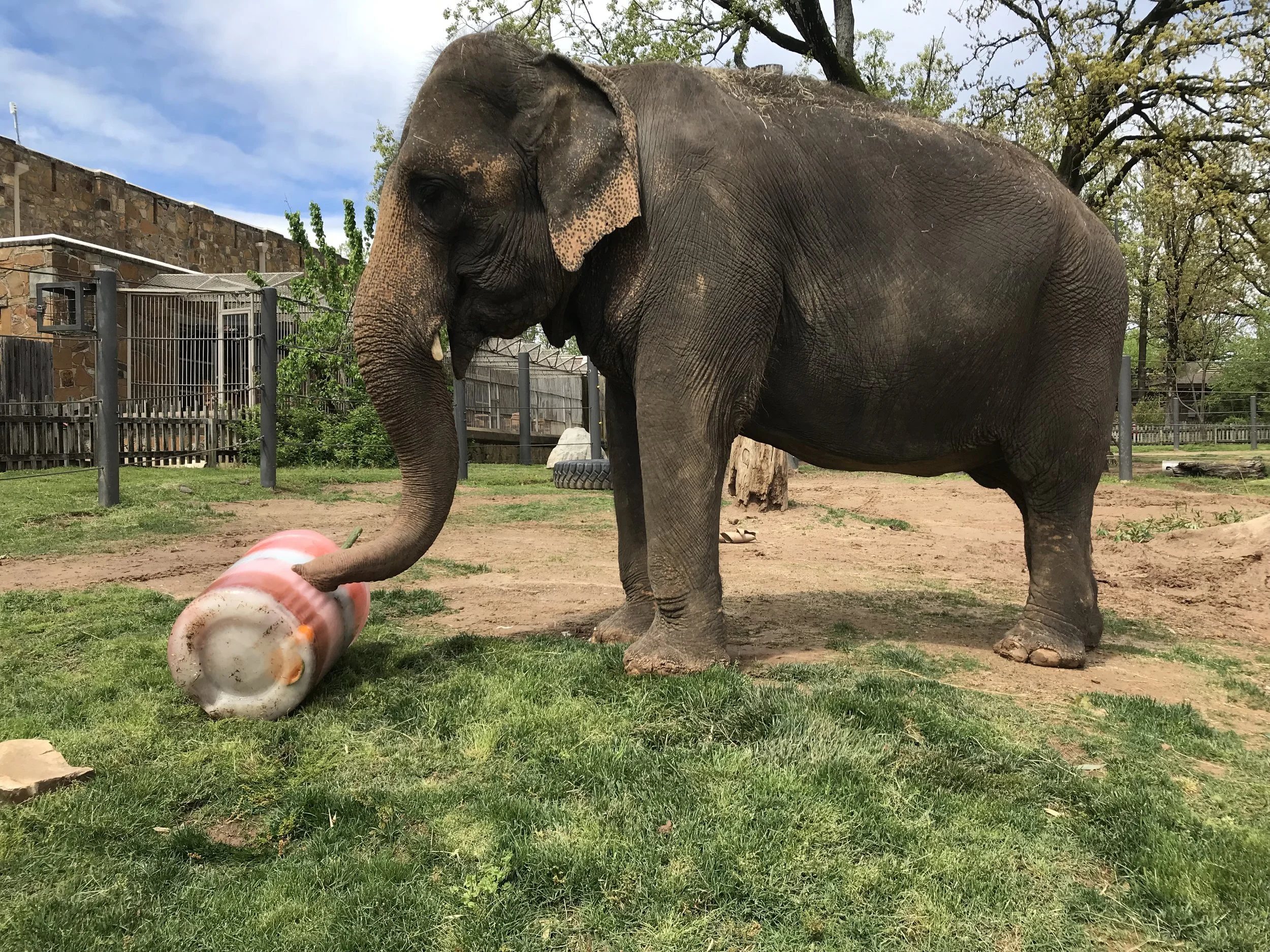 Little Rock Zoo celebrates Sophie while raising funds for AES