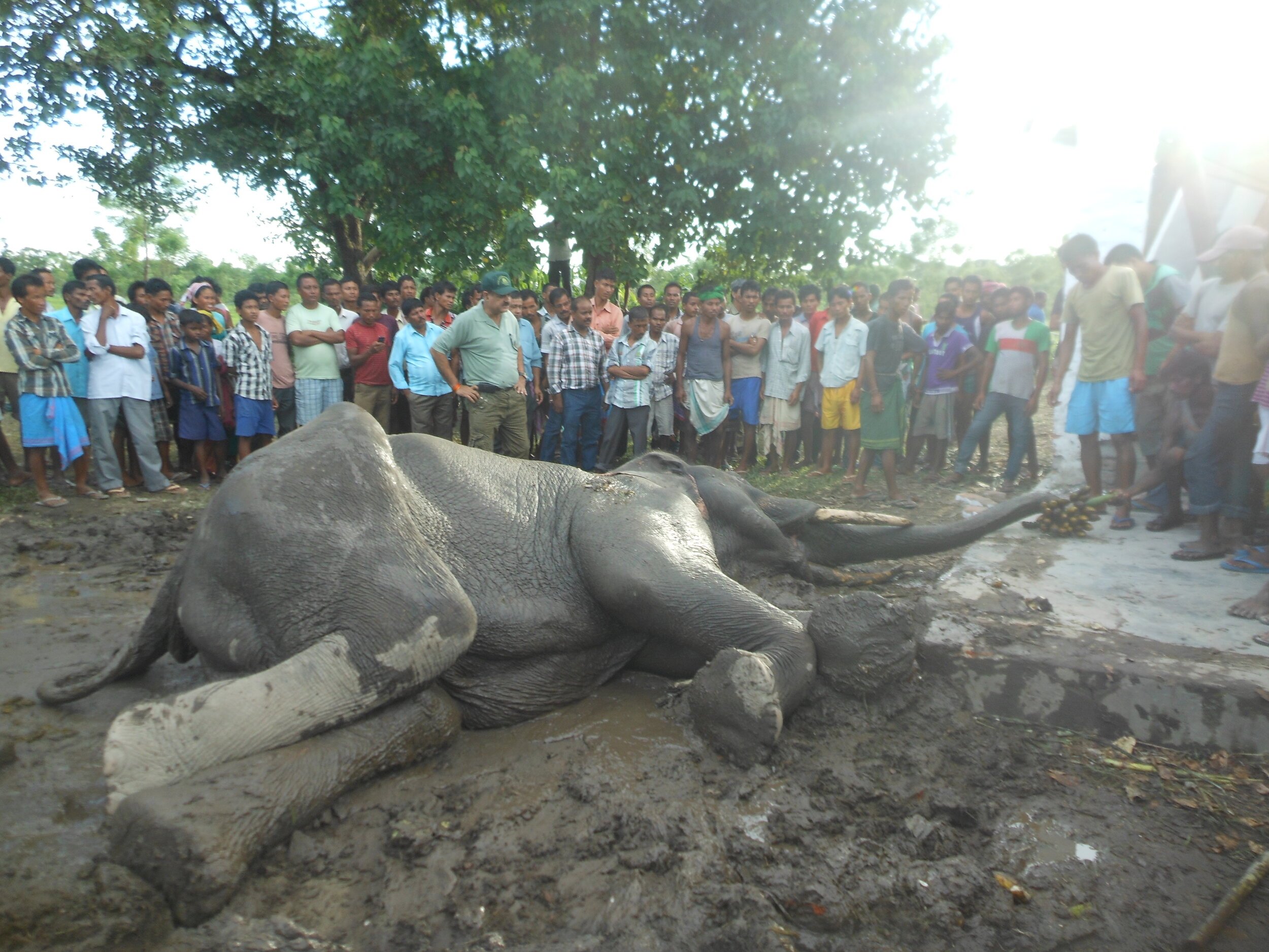 Electrocuted bull-2013.JPG