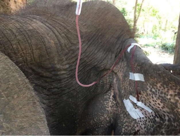 Elephant Injection Ethical Elephant Management — Asian Elephant Support
