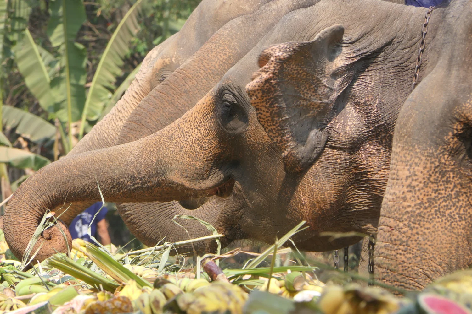 Asian Elephant Support