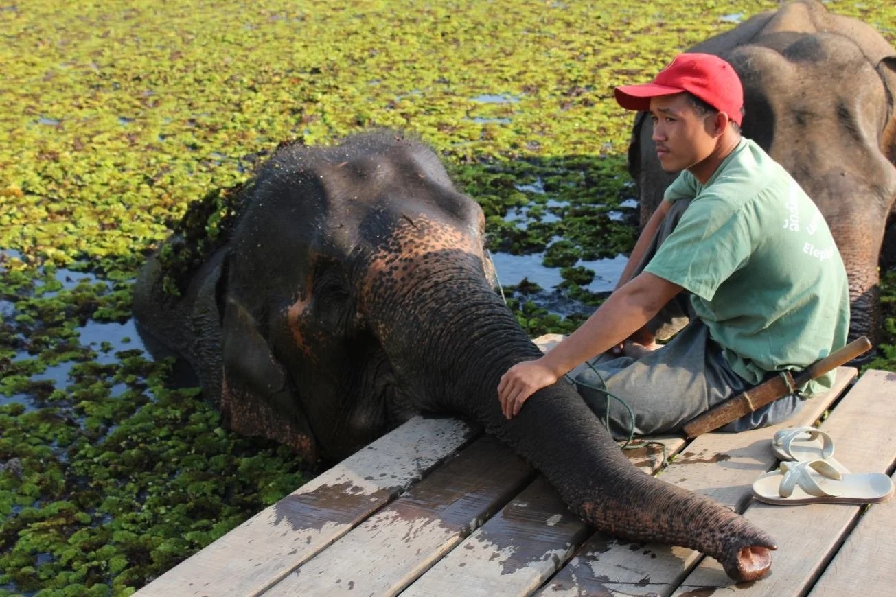 Asian Elephant Support