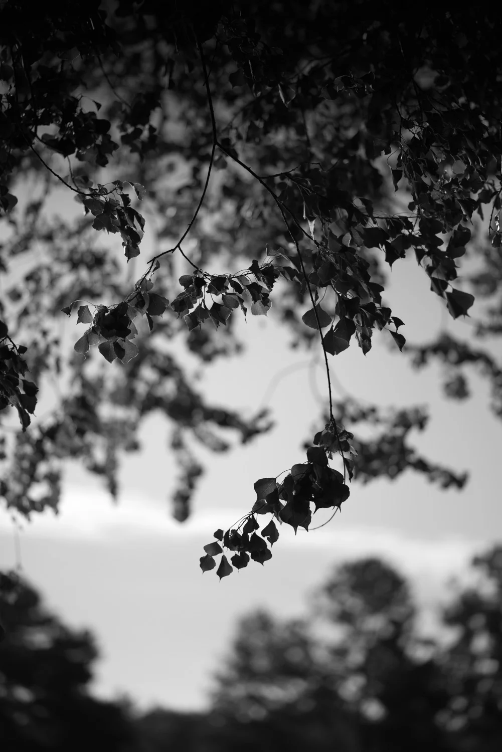 _DSC4816-Edit.jpg