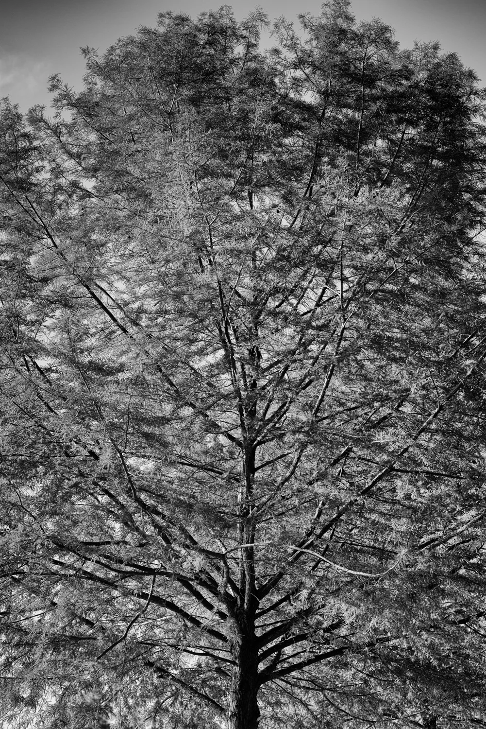 _DSC4838-Edit.jpg