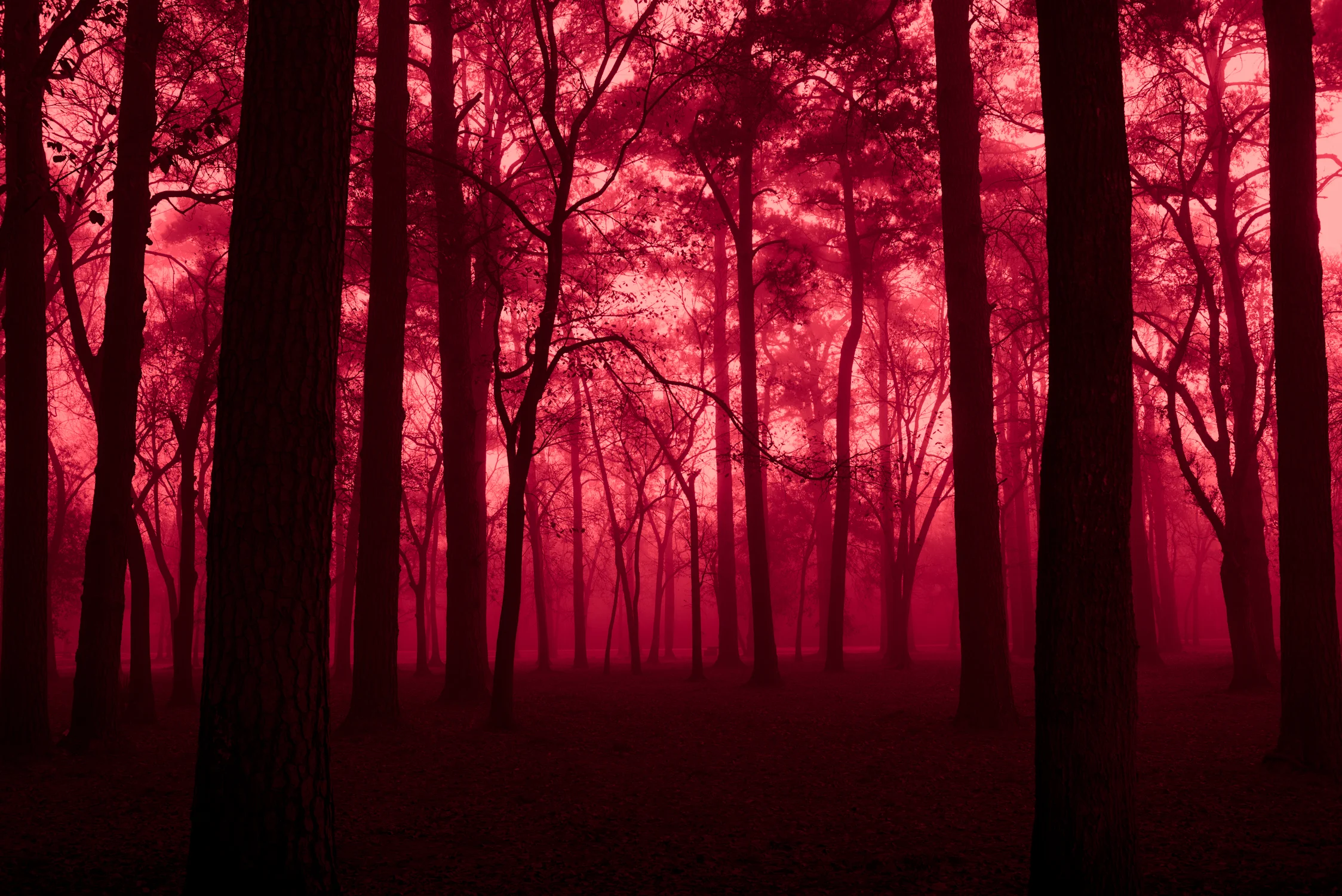 Redblue-14.jpg