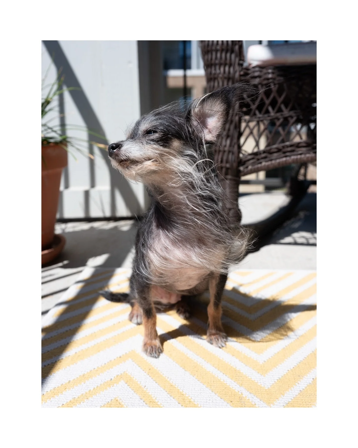 Luna enjoying the sun and the afternoon breeze.

#dogdadlife #fuji #gfx50sii #fujifilm #petportraits
