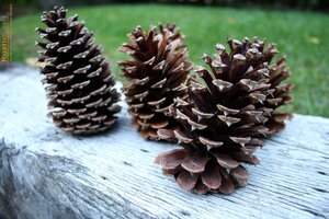 DomeStar 30PCS Natural Pine Cones Bulk, Pinecones for Decorating Assortment  Rustic Pine Cones for Crafts Christmas Winter Holidays Table Bowl Fillers
