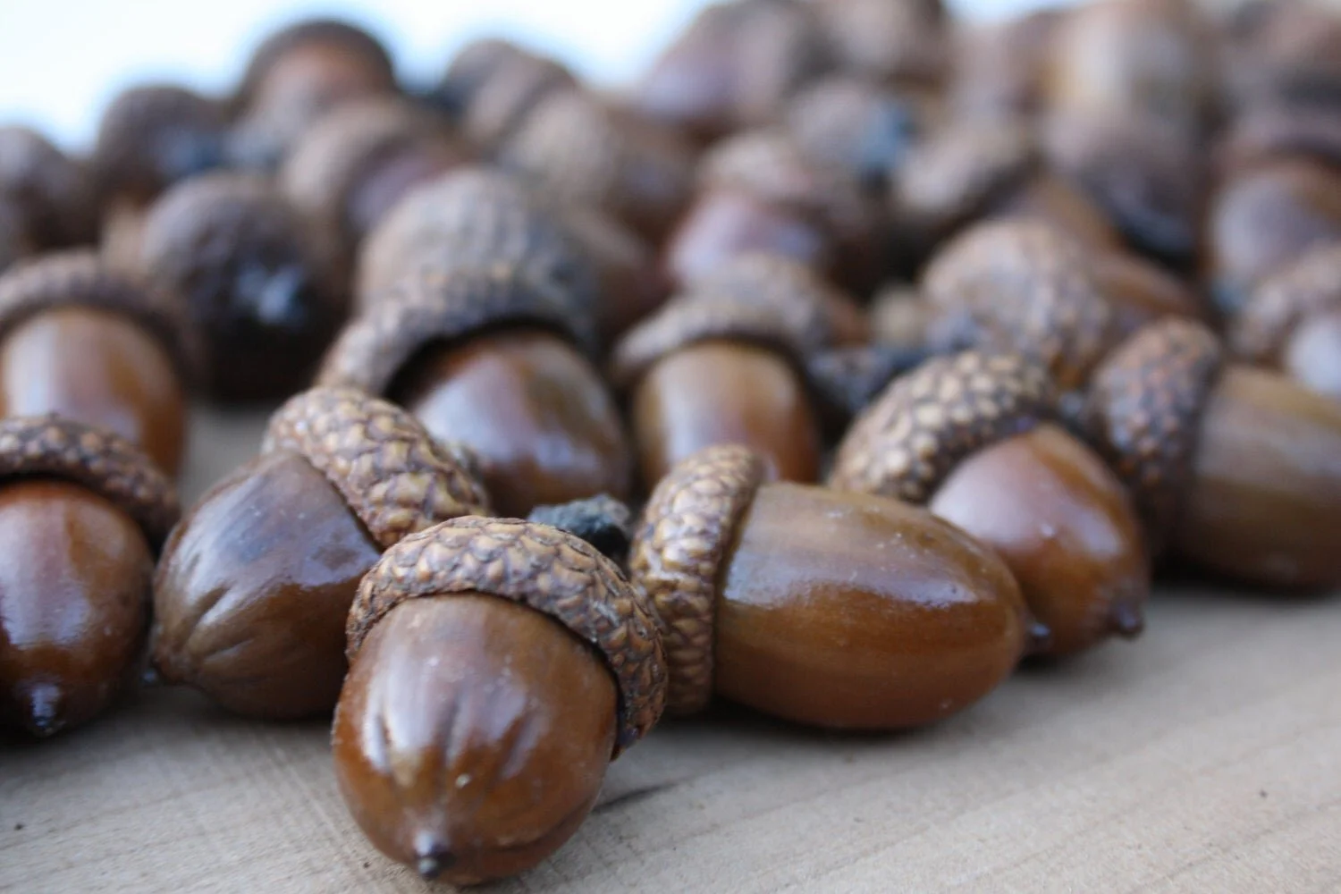 Дубовый орех желудь. Едят ли собаки желуди. Едят ли собаки желуди. Собака орешек порода. Желуди.