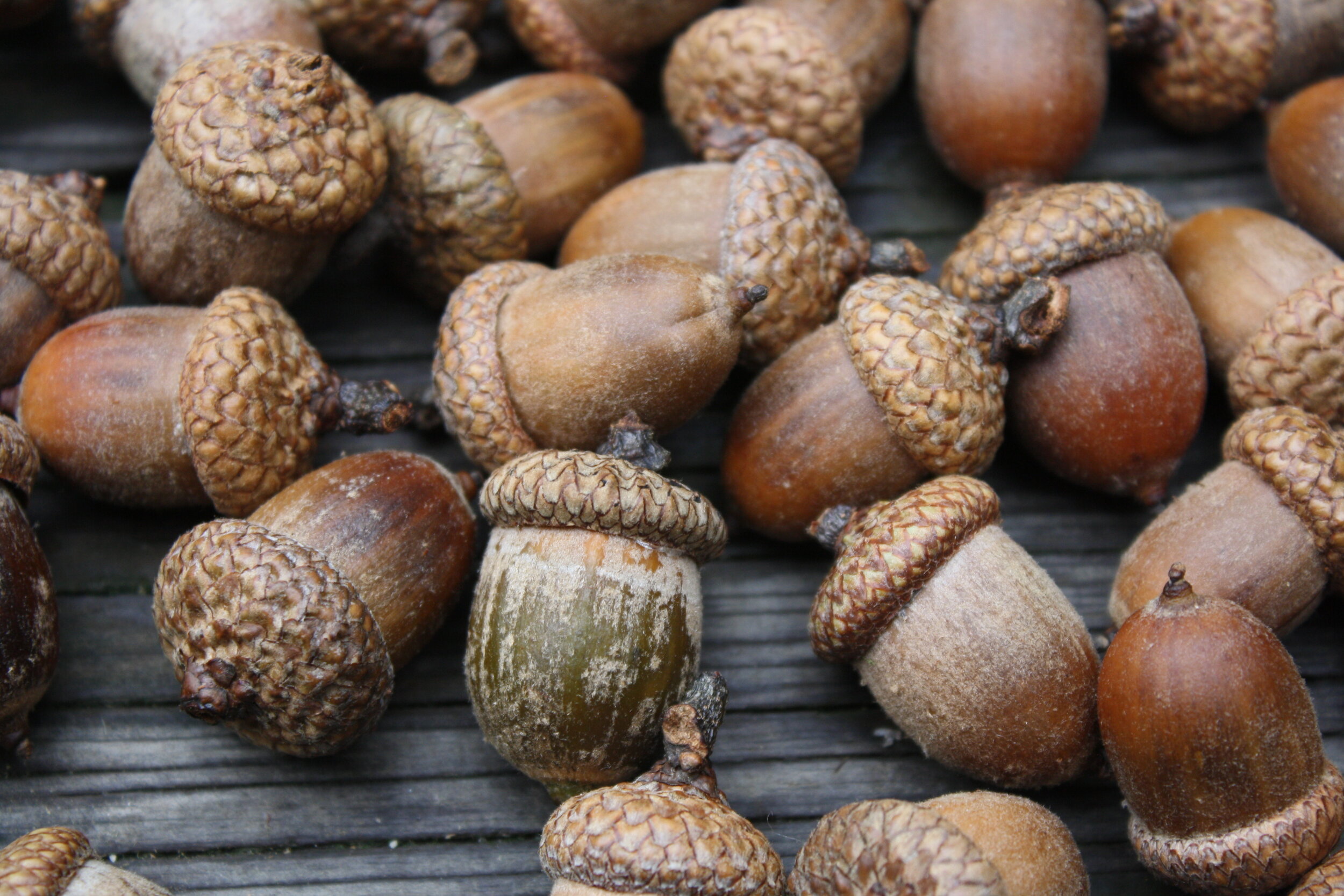 Large Acorns with affixed caps - Natural or Preserved with Shellac