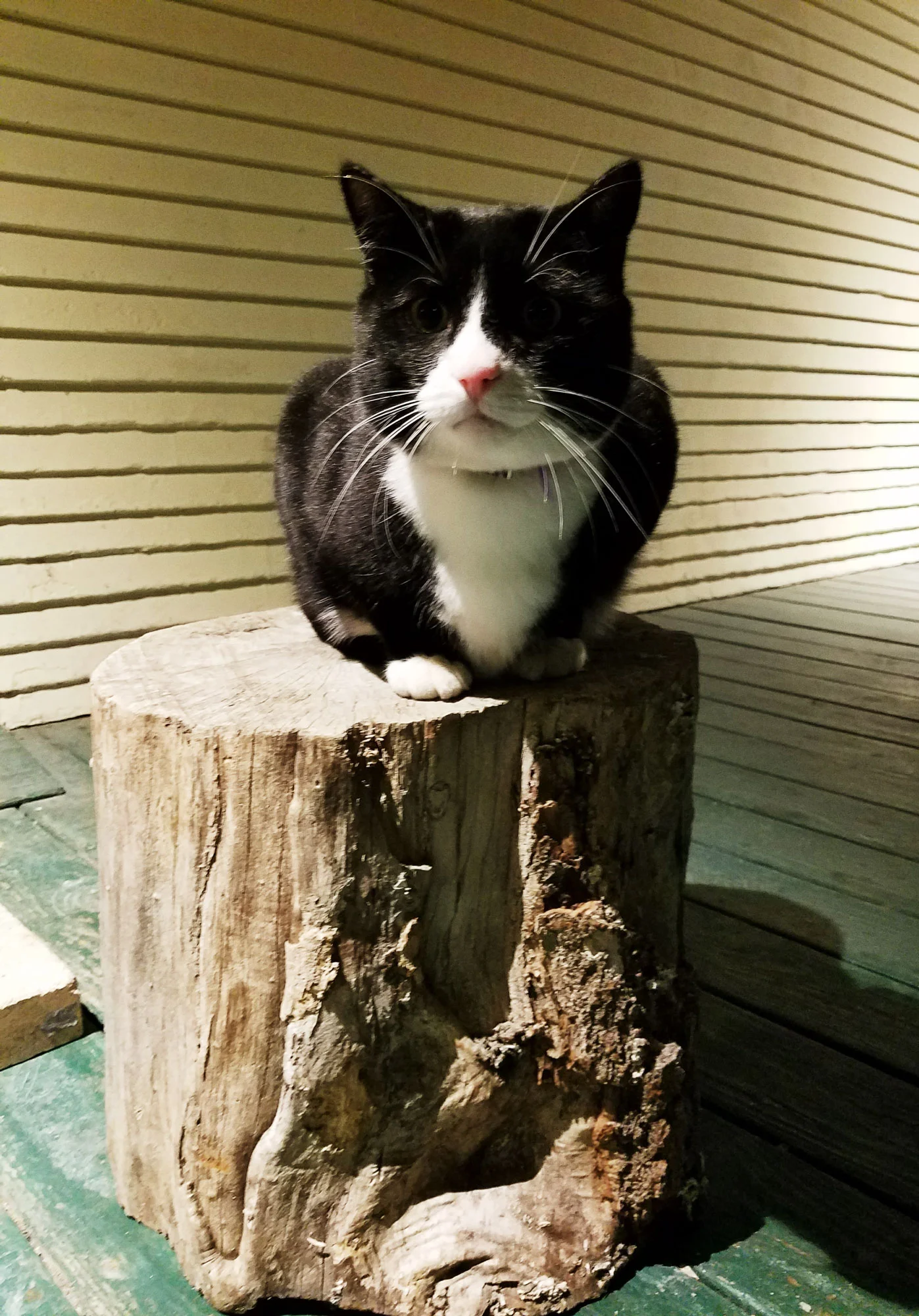 This is Houdini.