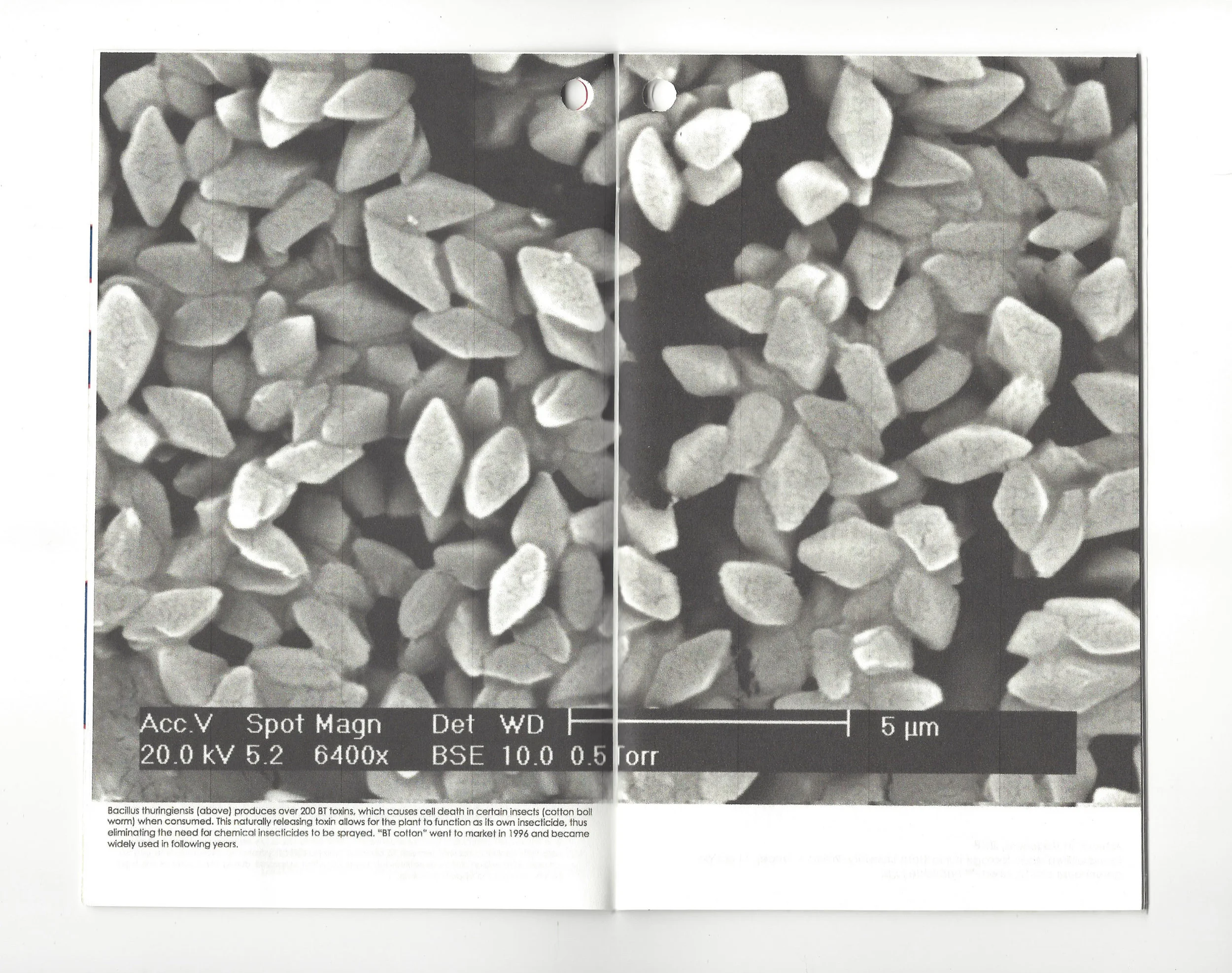 Ples0032.jpg