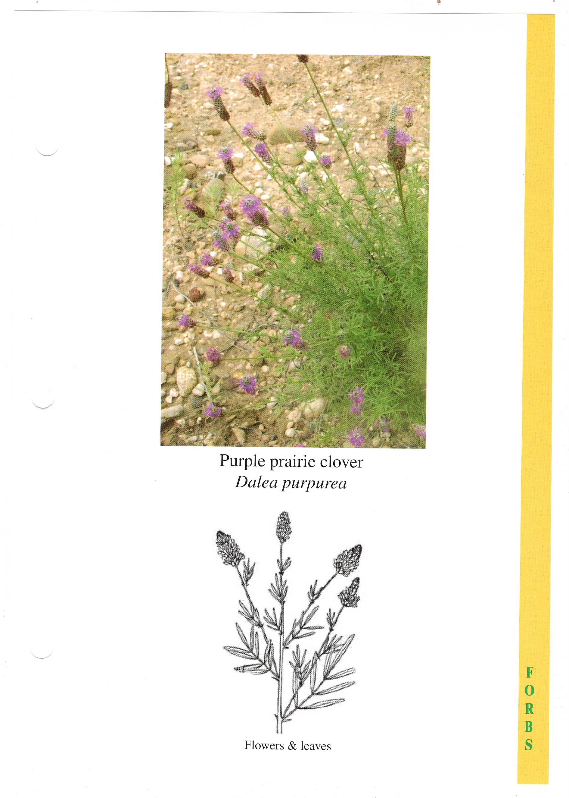 Purple prairie clover_1.jpeg