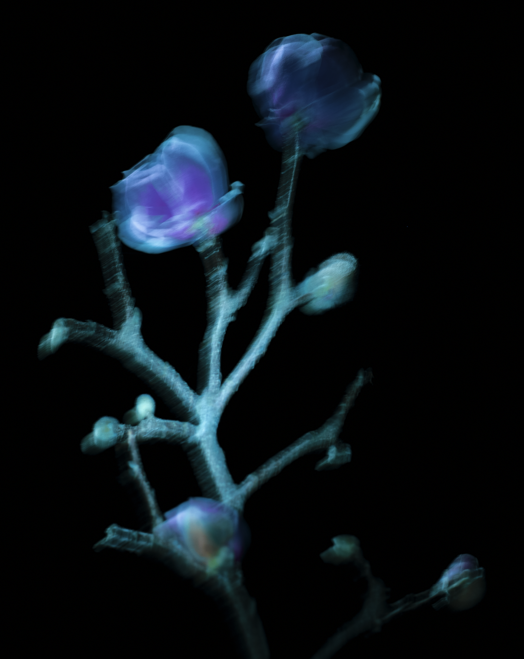 D-MO_001.png