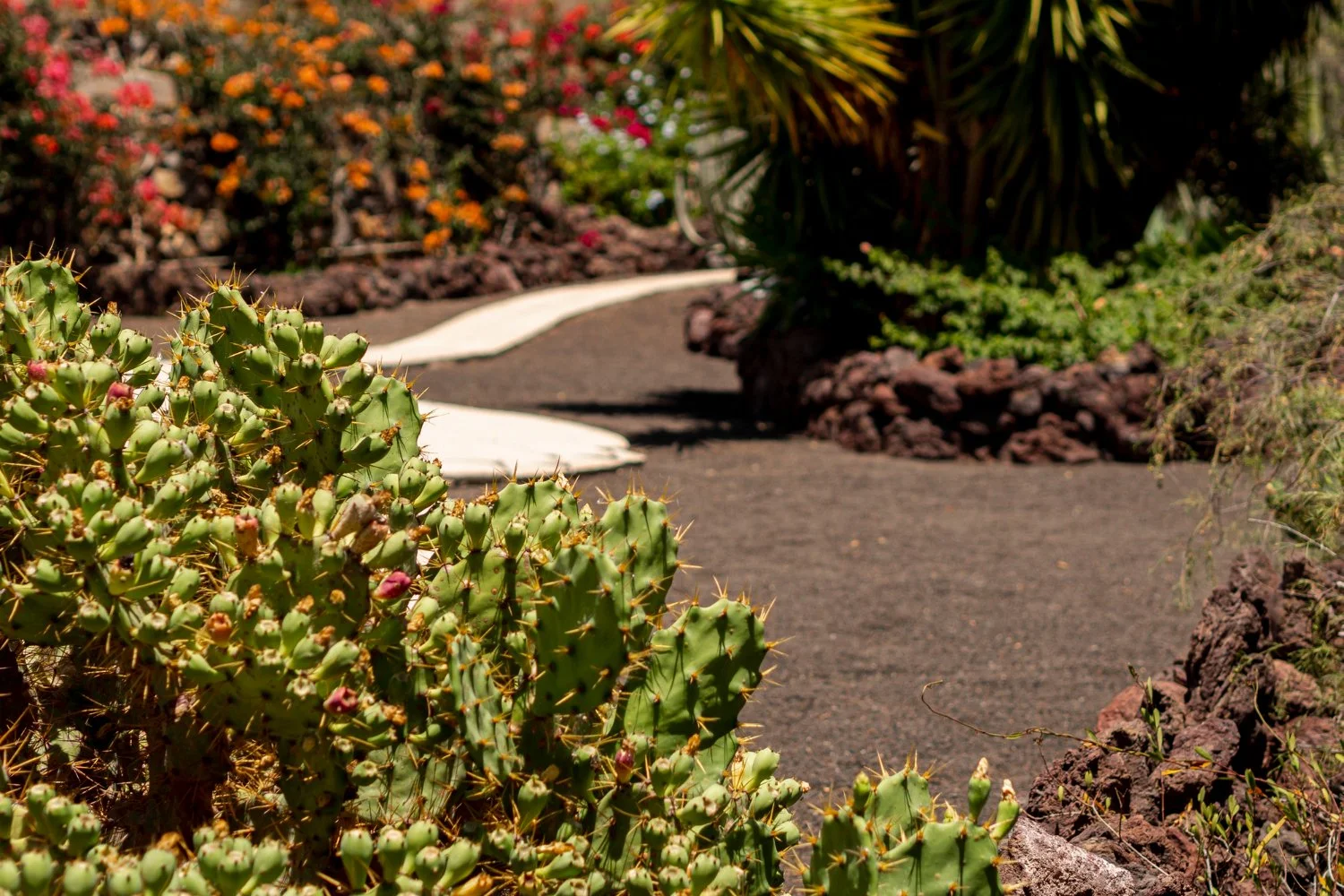 Why Landscaping in Arizona Needs a Different Game Plan