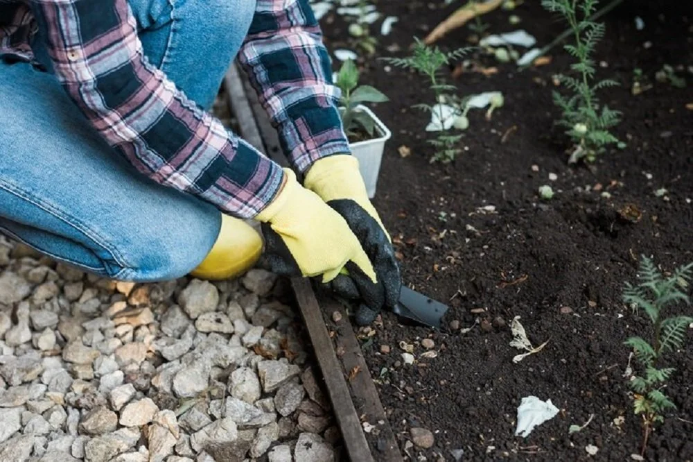 Which Landscaping Services Fit Arizona's Soil and Sun