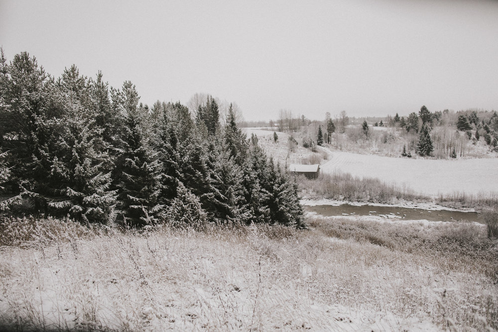 Evergreen trees, Finland.