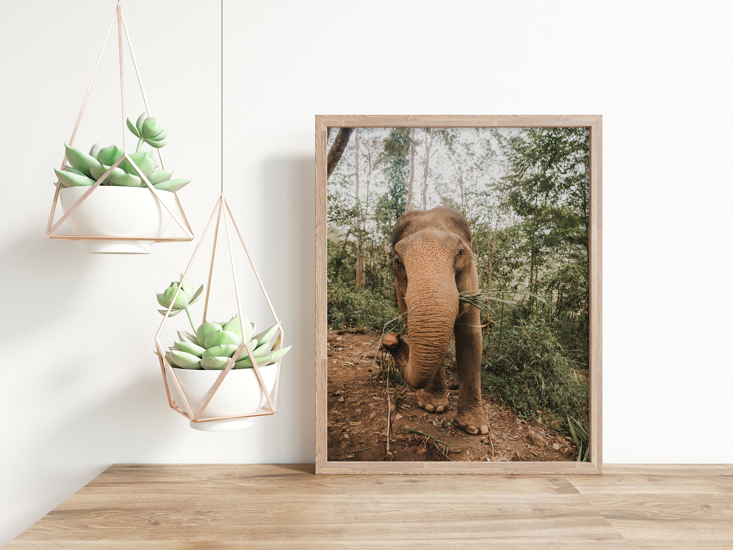 Graceful Elephant in Thailand