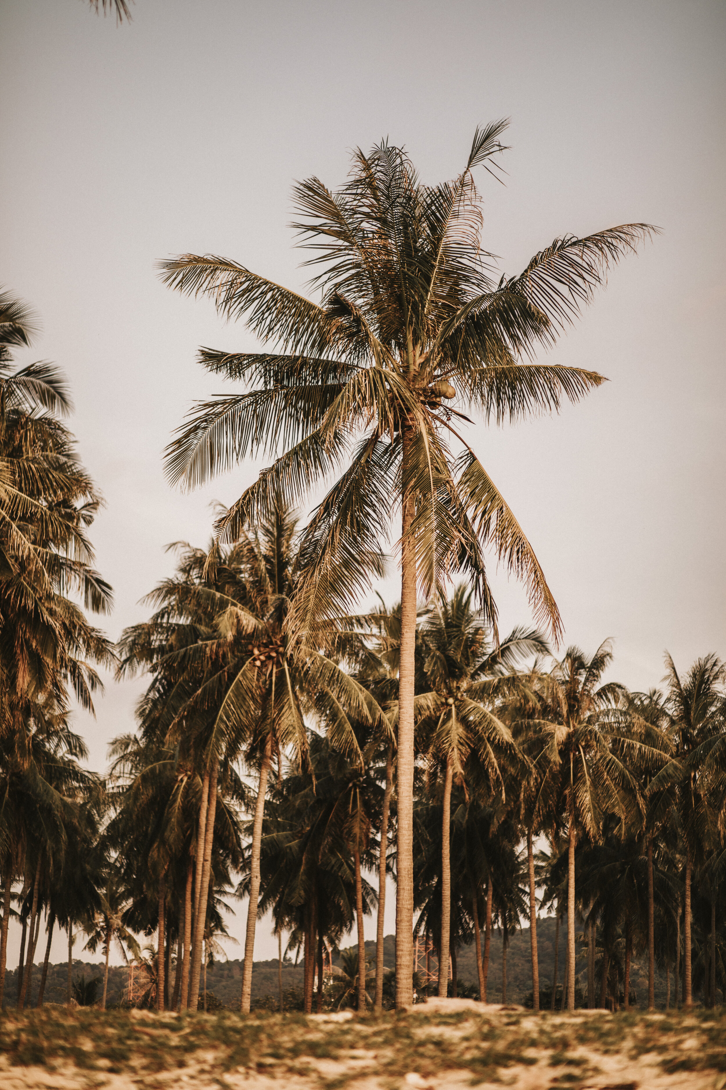 Palm Tree Thailand 2019