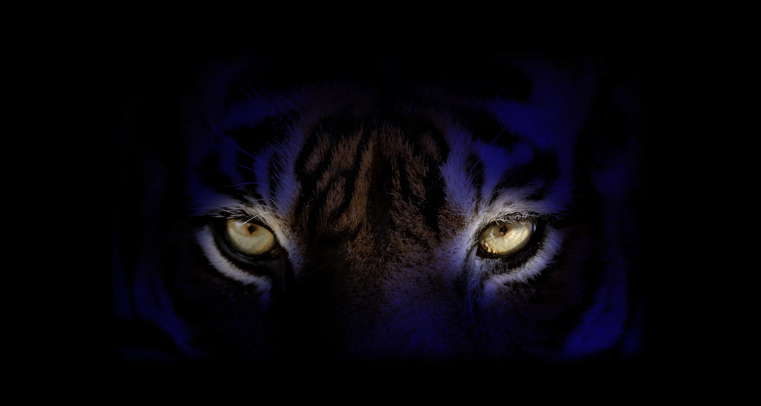 cover-tiger-2.jpg