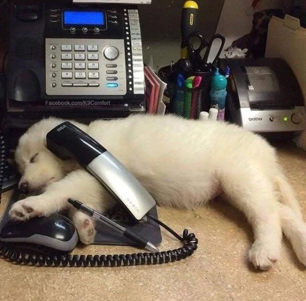 dogs-with-jobs-are-the-goodest-of-boys-2517.jpg
