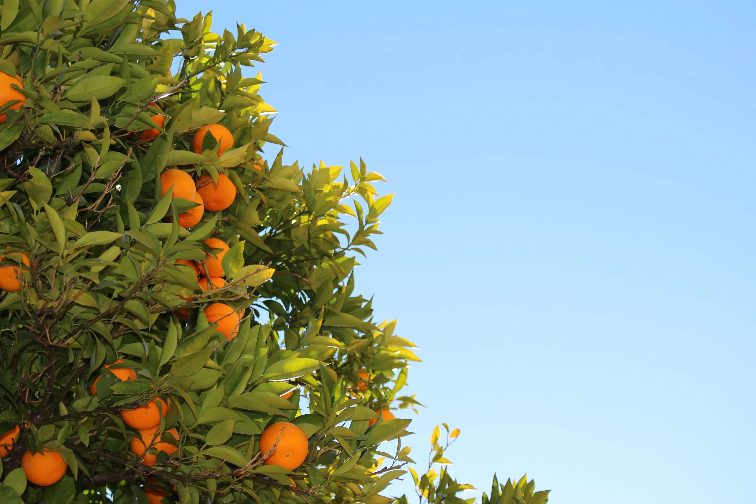I find oranges really like to get stuck in between my teeth! The fibrous nature of oranges is like eating floss! It would be normal to get such thin fibrous foods stuck in between your teeth.