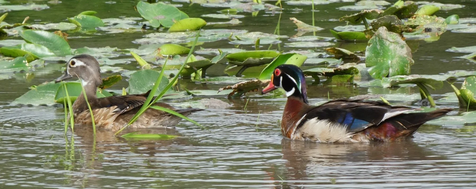 Woodduck+pair.jpg