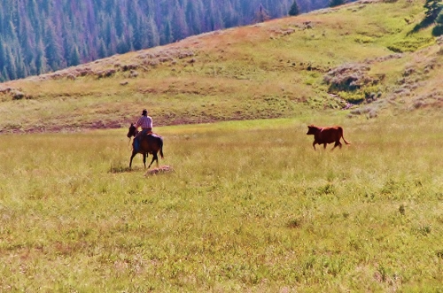 heading off yearling (500x331).jpg