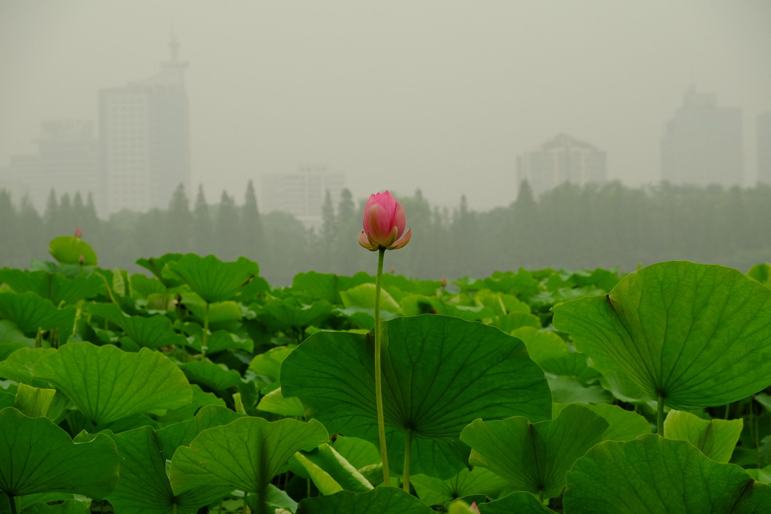 YRE International Competition and a New Category