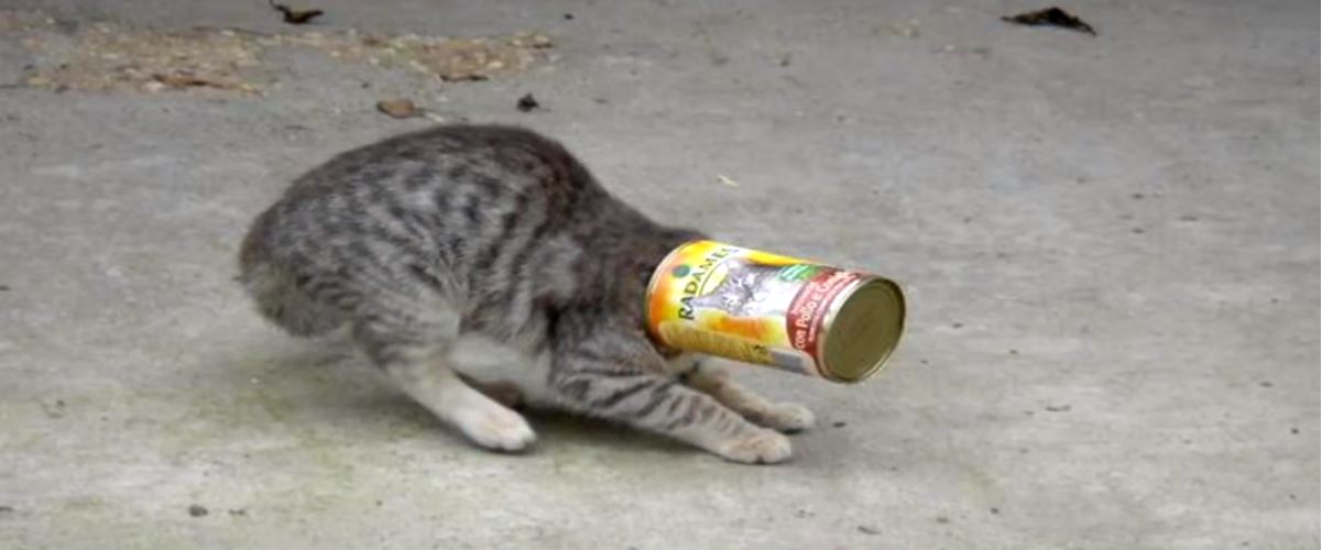 Cats beware of canned food (Israel)