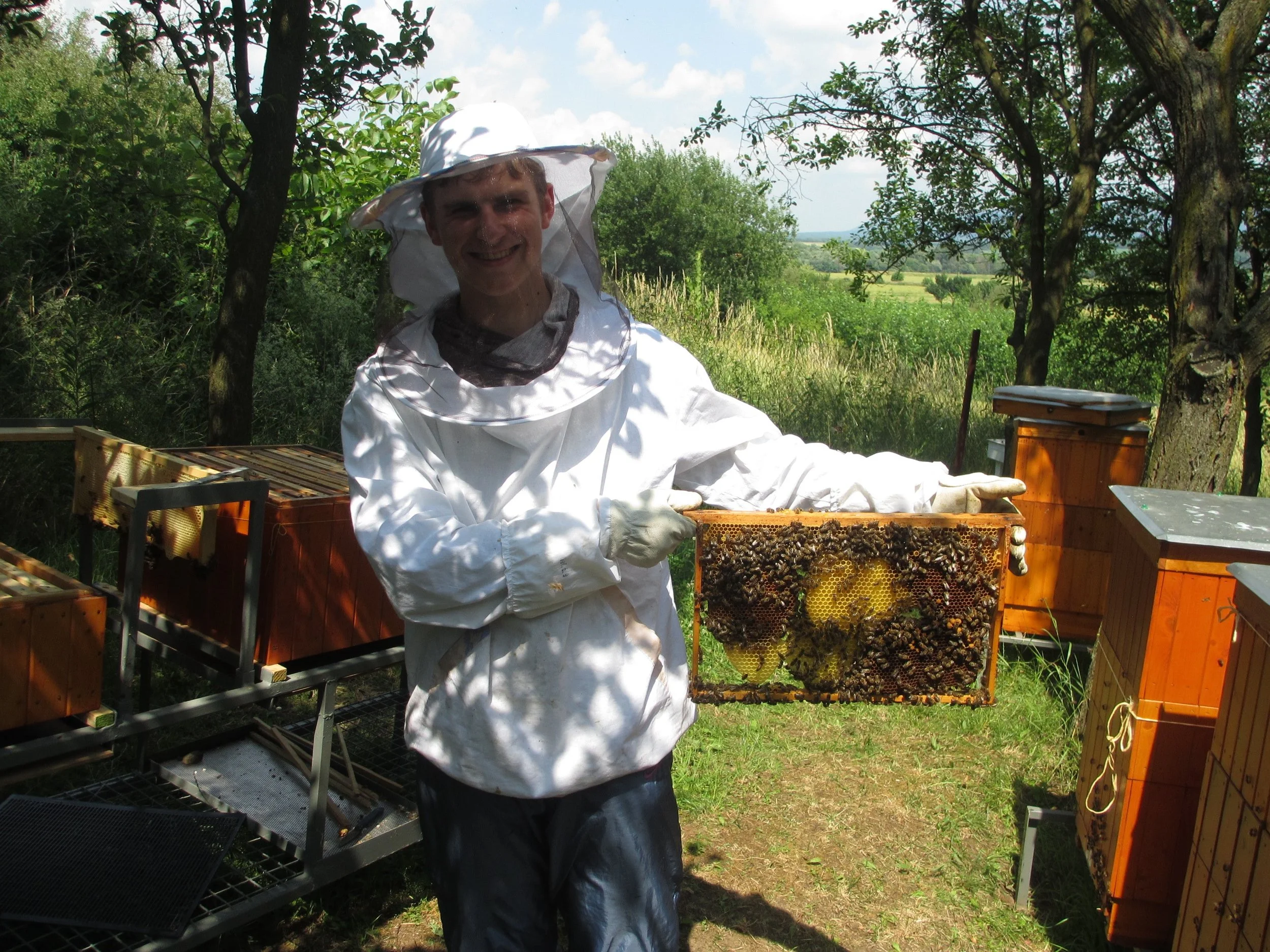 Bees in the city: small insects, big problems (Slovakia) — Young ...
