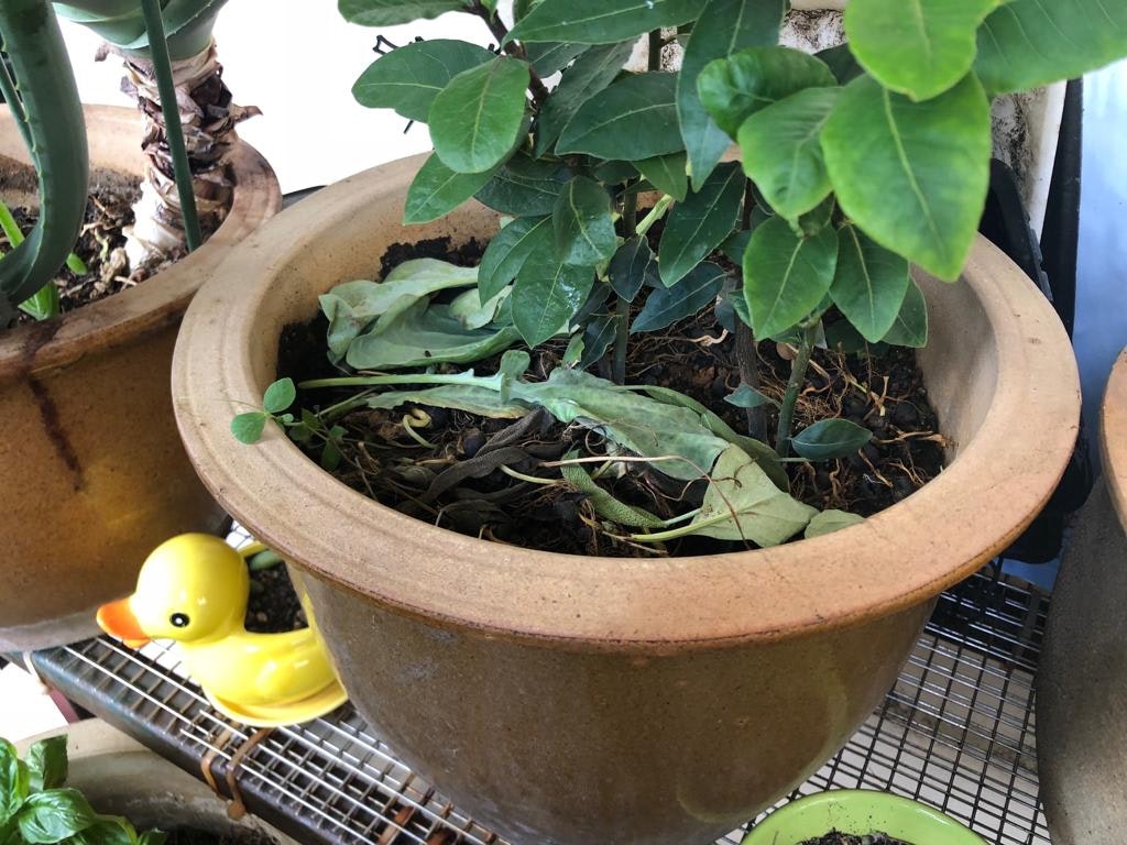 Natural Fertilizer from Leftover Vegetables