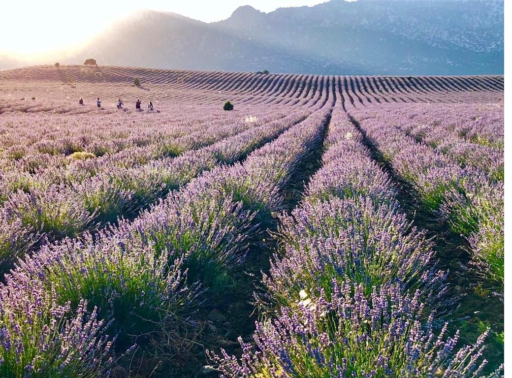 Öztürk Sarıca “Lisinia Nature” in Burdur: