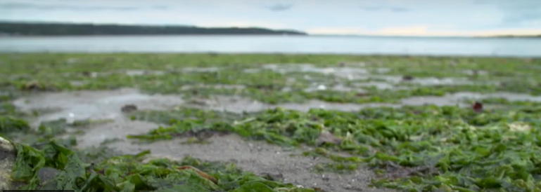 Green algae in Brittany (France)