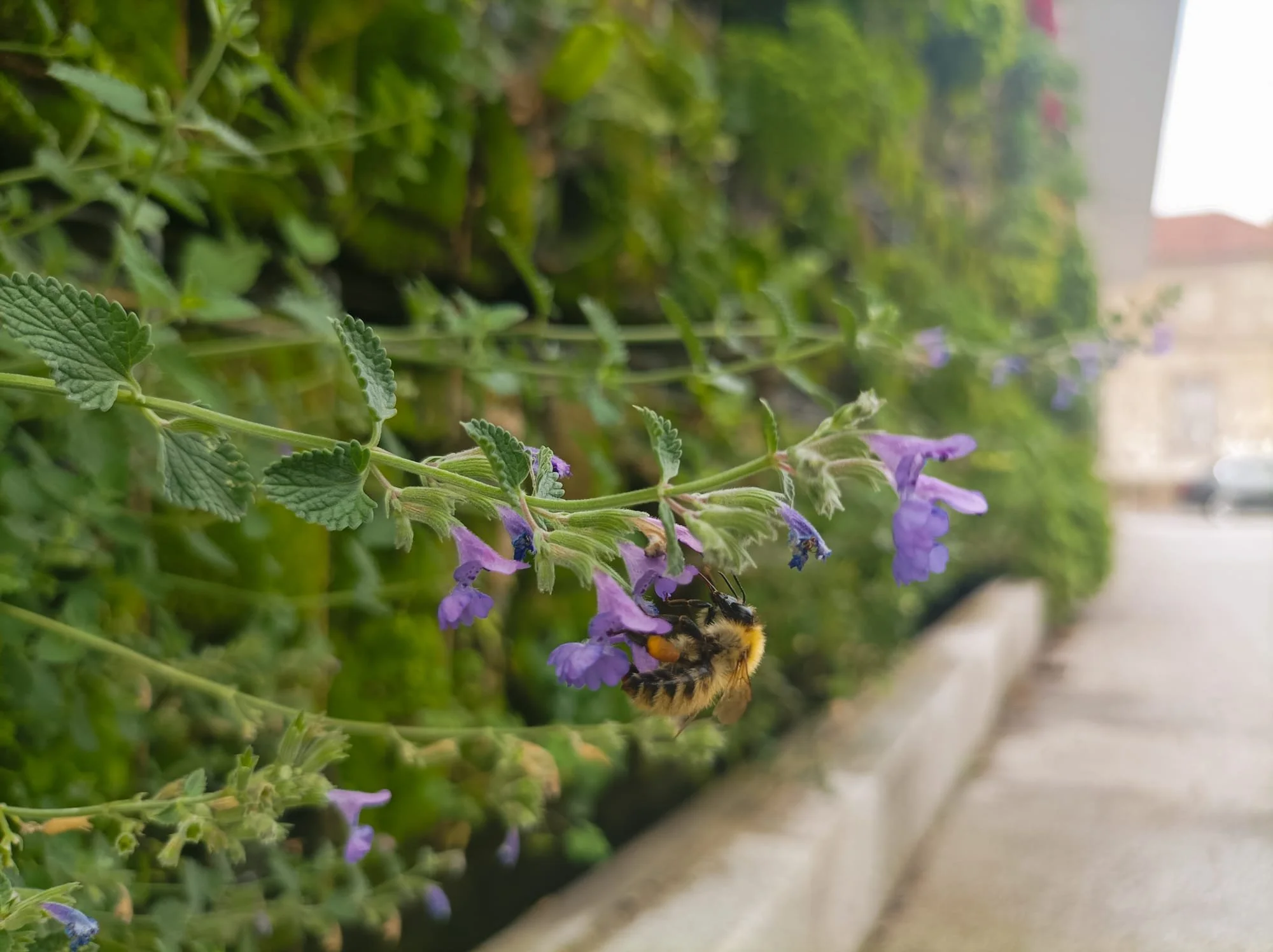 VERTICAL GARDENS: A RESPONSE TO CLIMATE URGENCY - Portugal