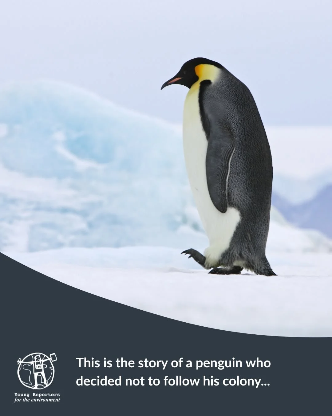 🐧 A penguin who chose a different path&hellip;

This is the story of a penguin who didn&rsquo;t return to his colony, but rather chose to create his own path, even when it meant taking risks.

That&rsquo;s how leadership begins.
Being a YRE means no