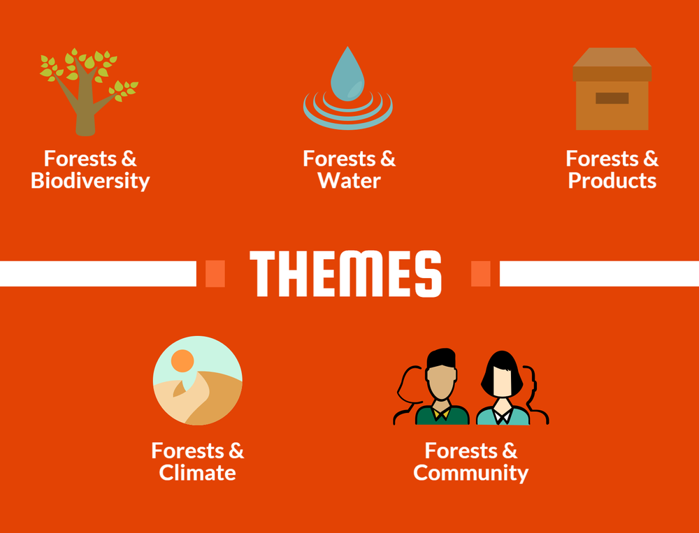 Our Themes Learning About Forests