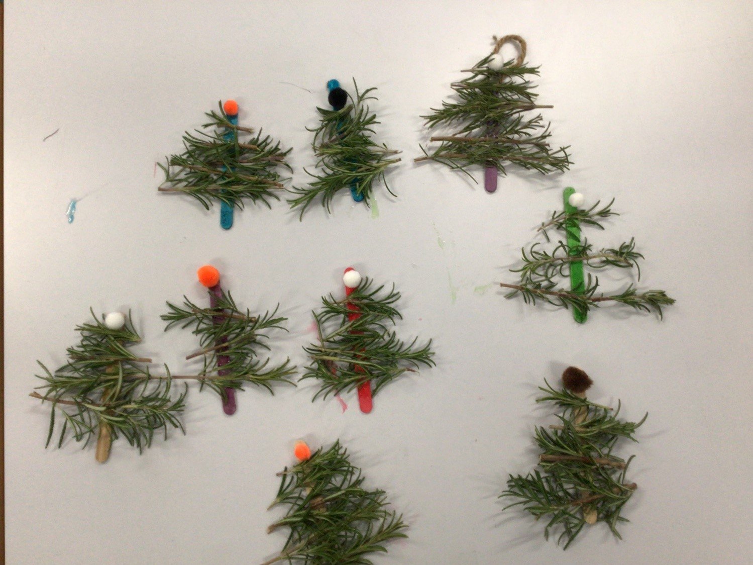 Rosemary Christmas trees - LEAF Schools
