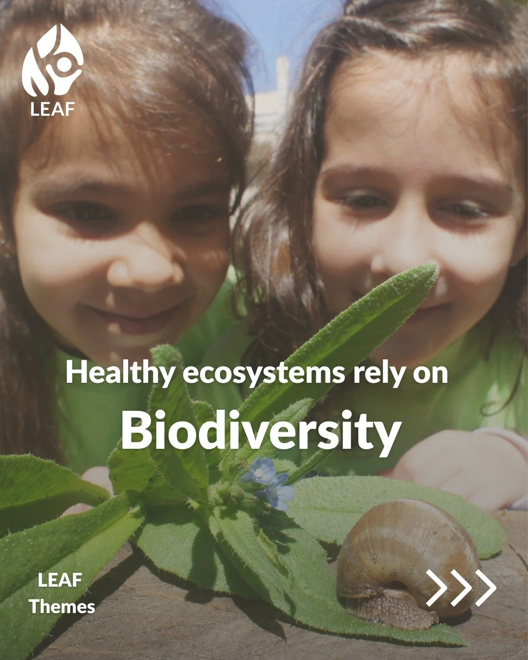 🌿 Meet the New and Refreshed LEAF Themes: Biodiversity

Biodiversity is the variety of life. Plants, animals, fungi, microorganisms, and the complex relationships that connect them are all a part of biodiversity. And healthy biodiversity keeps ecosy
