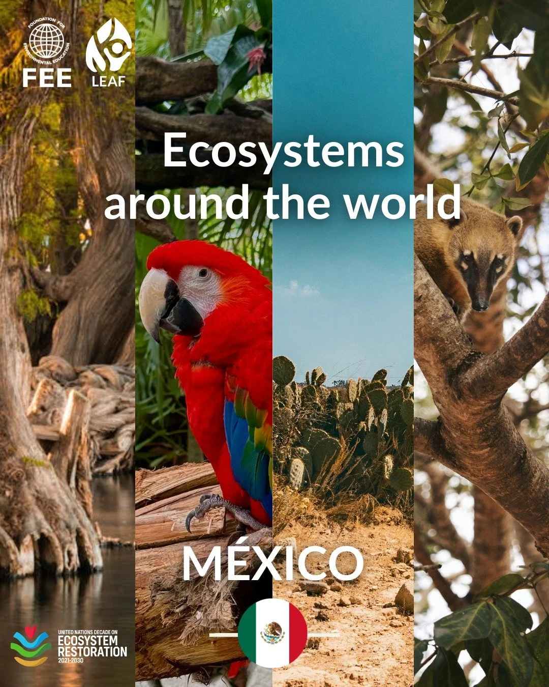 🌐Discovering Ecosystems with @leaf_int: M&eacute;xico

M&eacute;xico is home to an abundance of ecosystems, from mangrove forests to vast deserts. The country&rsquo;s rich fauna and flora support extraordinary wildlife, unique plant species, and com