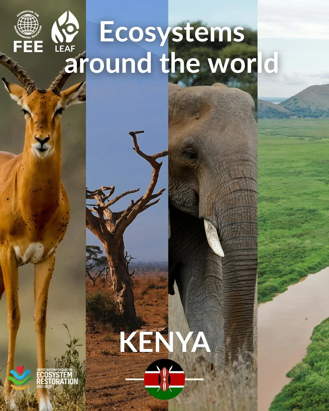 🌱 Discovering Ecosystems with LEAF: Kenya

Kenya is a country of extraordinary ecological richness, where dramatic landscapes range from the vast savannahs of the Maasai Mara National Reserve to the snow-capped heights of Mount Kenya. These terrains