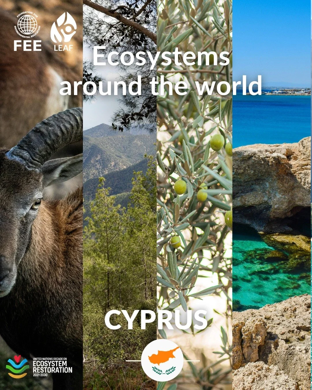 🌱 Discovering Ecosystems with LEAF: Cyprus

From coastal wetlands and Mediterranean forests to mountain landscapes and rich marine habitats, Cyprus is home to ecosystems that are deeply connected to local culture, traditions, and ways of life.

This