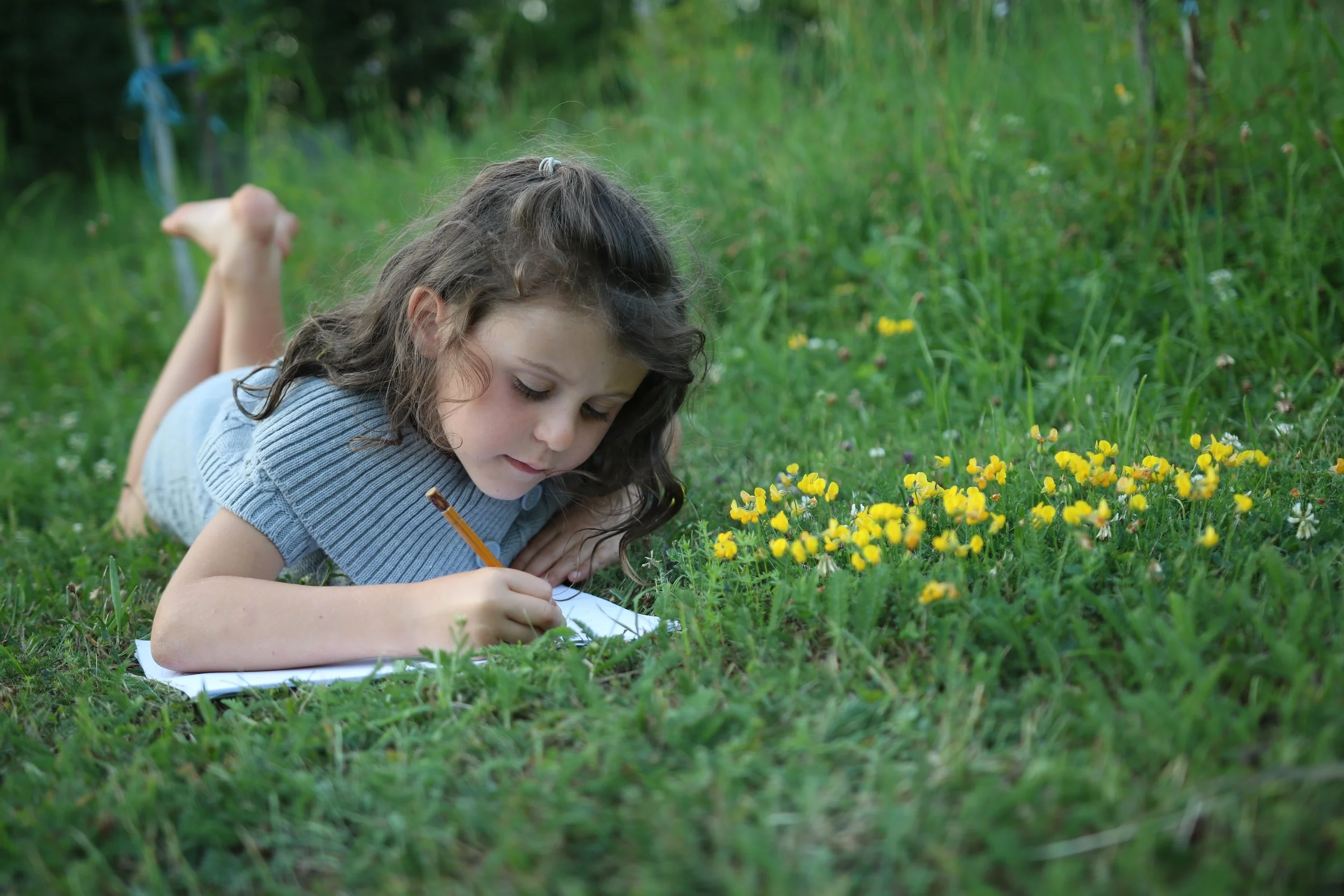 Teaching Materials Leaf Learning About Forests