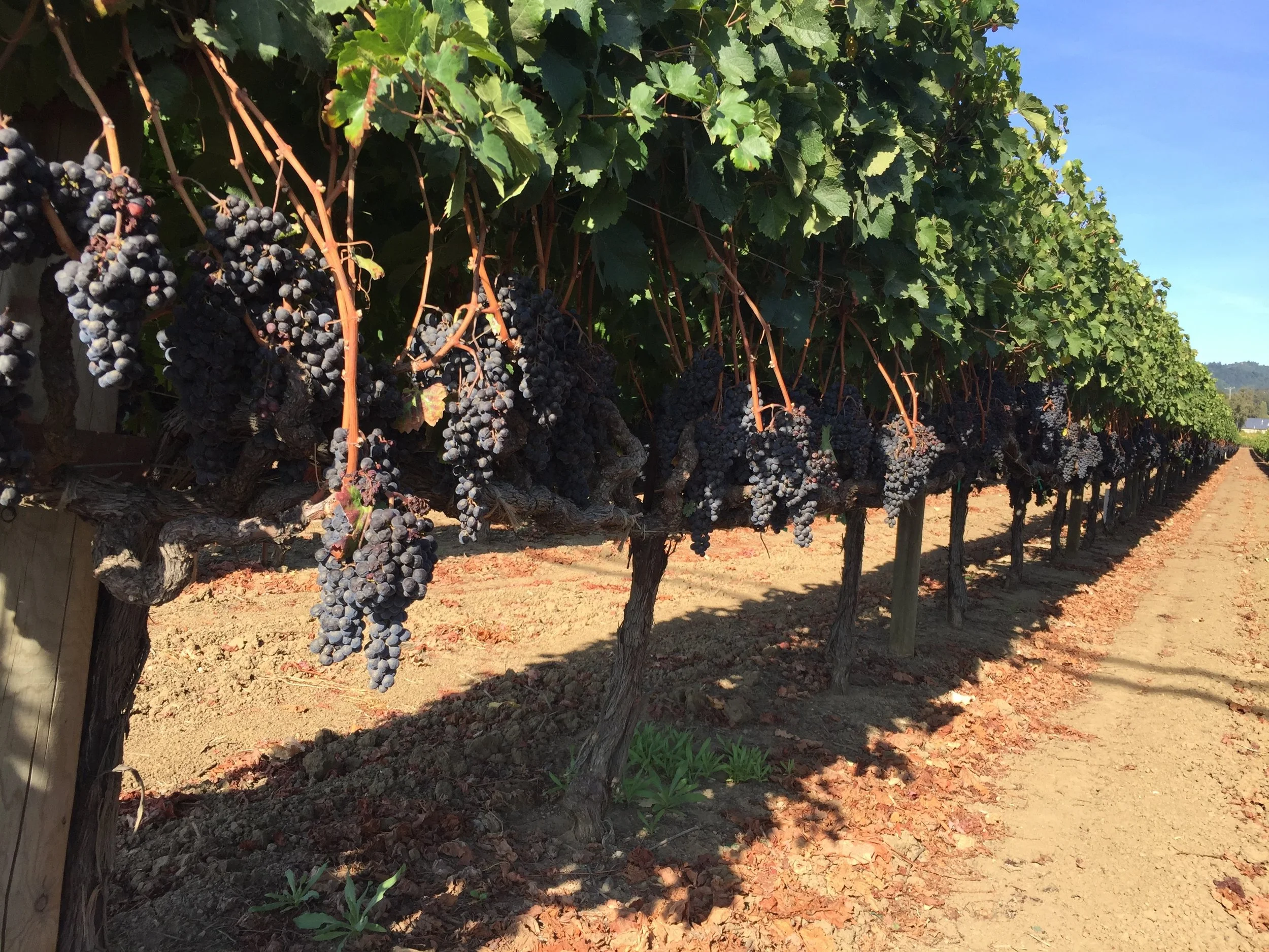 Native Traveler's Show on Embedding in Northern Sonoma