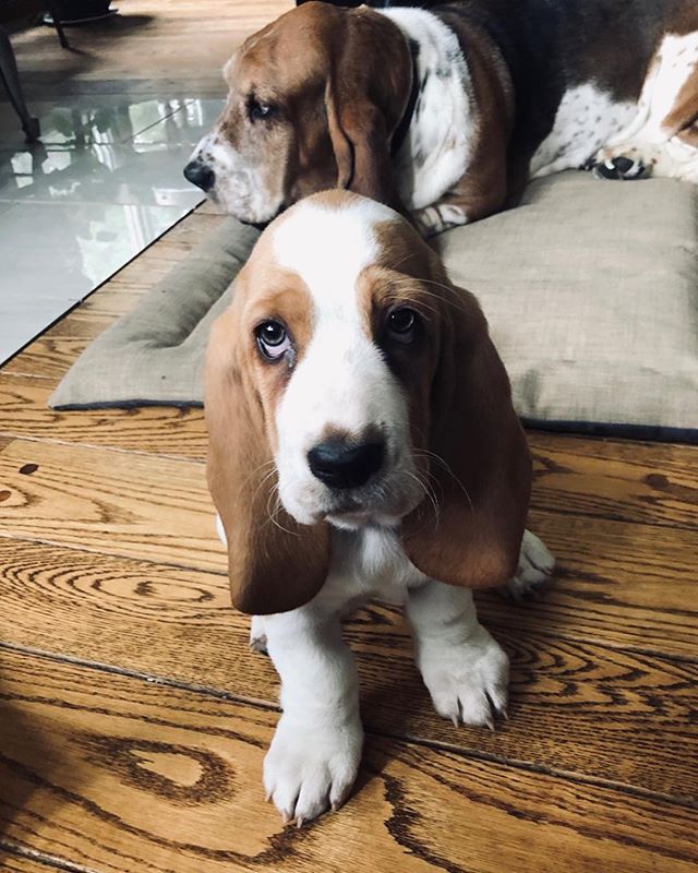 Petunia and Belly