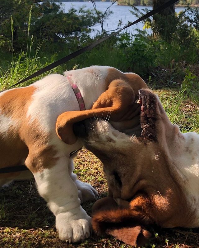Belly eats Petunia.