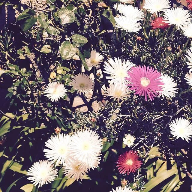 flower.jpg